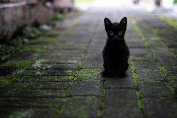 Lotta al randagismo delle colonie feline e gatti randagi, recupero animali incidentati e cura.